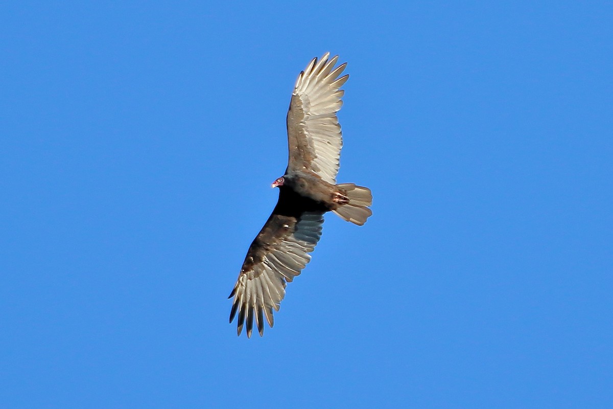 Turkey Vulture - ML598174161