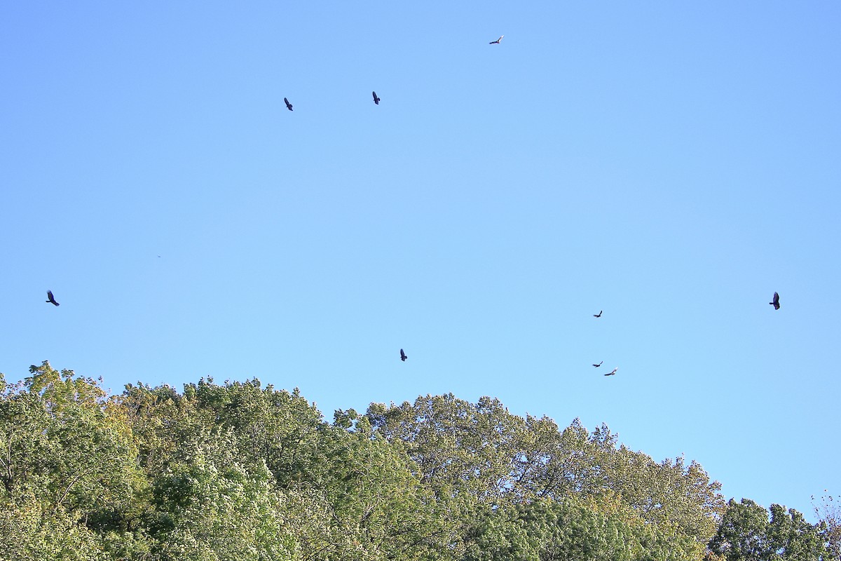 Turkey Vulture - ML598174391