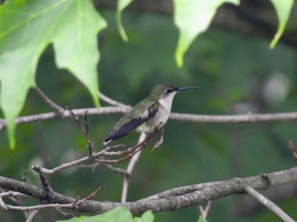 Ruby-throated Hummingbird - ML598174571