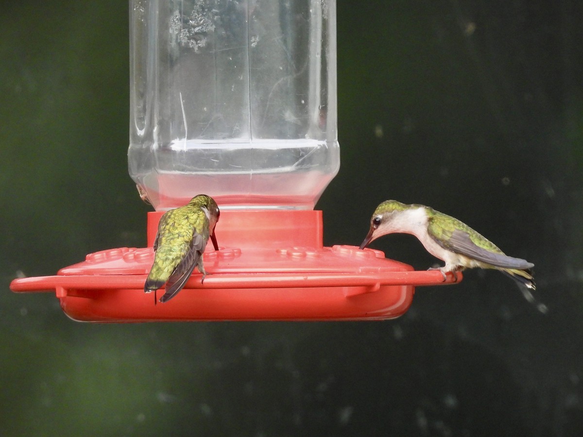 Ruby-throated Hummingbird - ML598174611