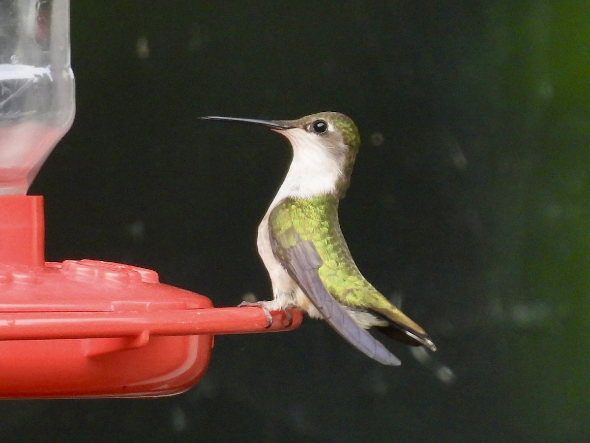Ruby-throated Hummingbird - ML598174711