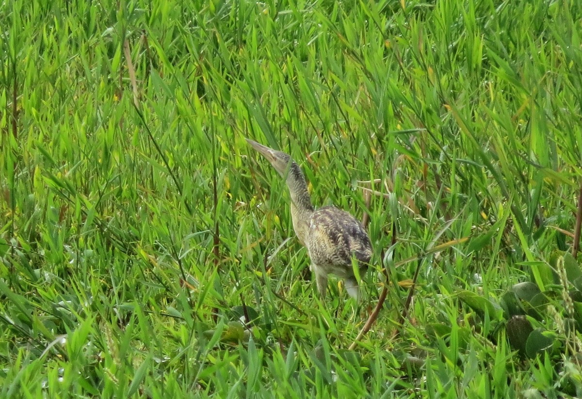 Pinnated Bittern - ML59817551