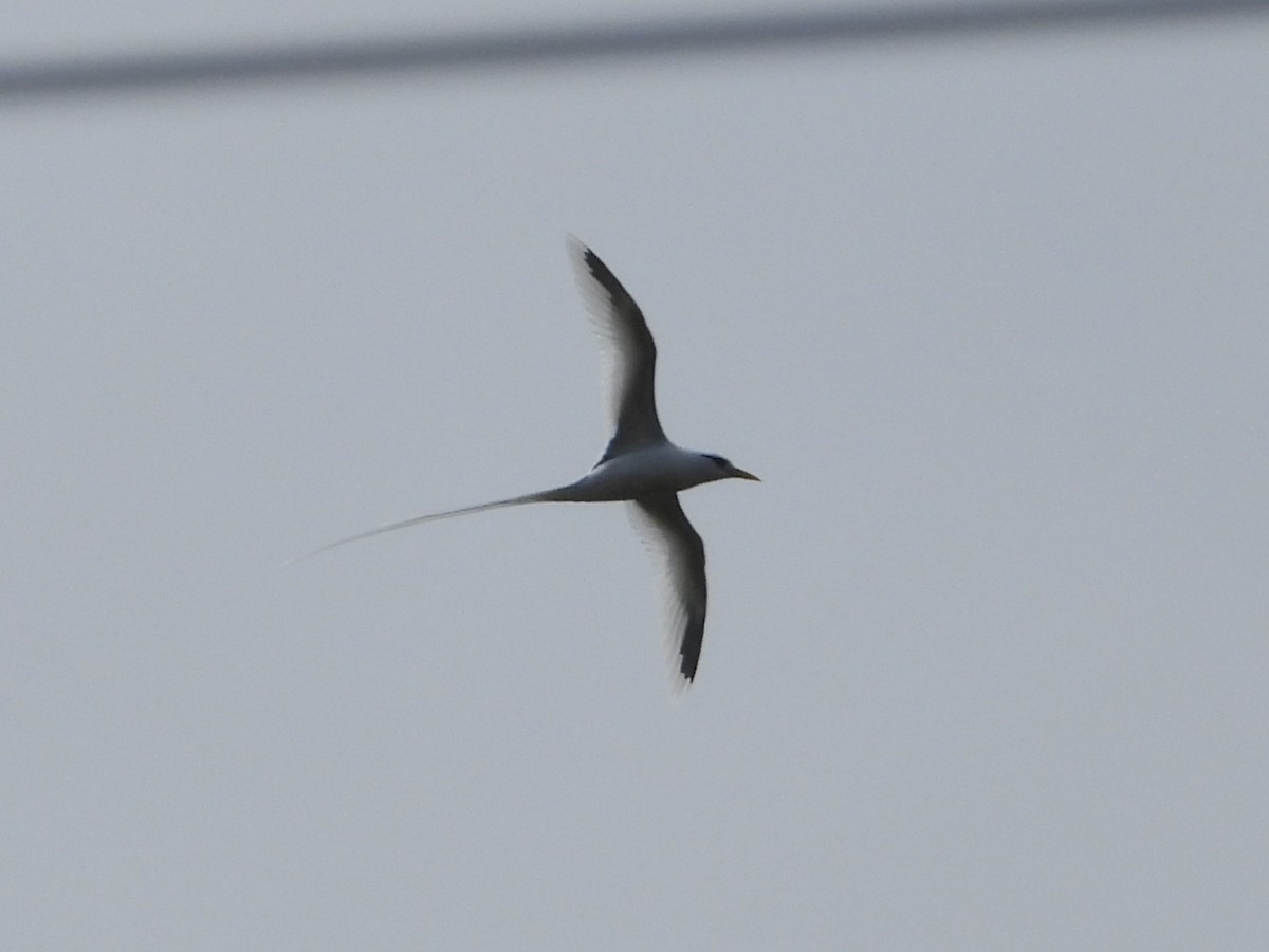 White-tailed Tropicbird - ML598175511