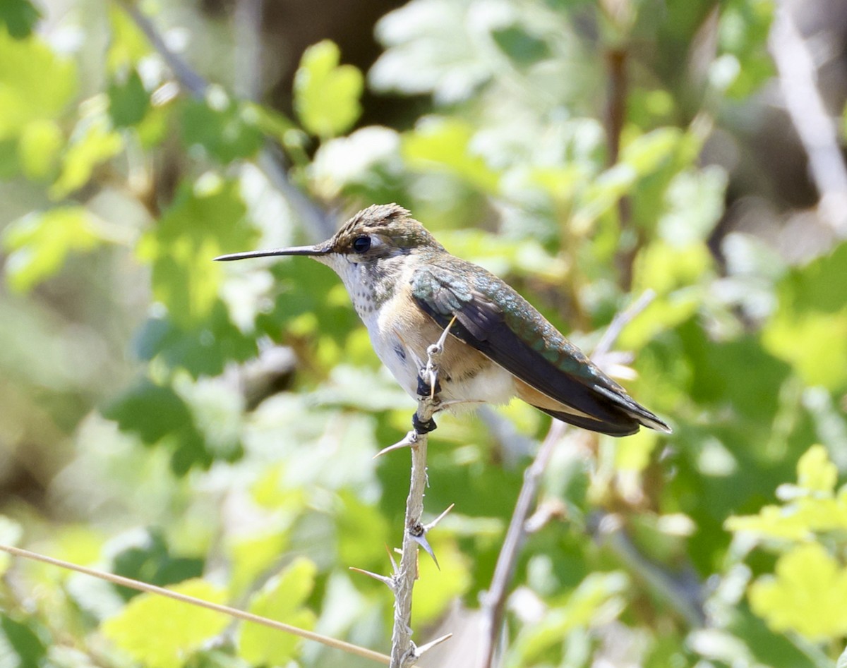 Colibrí Rufo - ML598175961