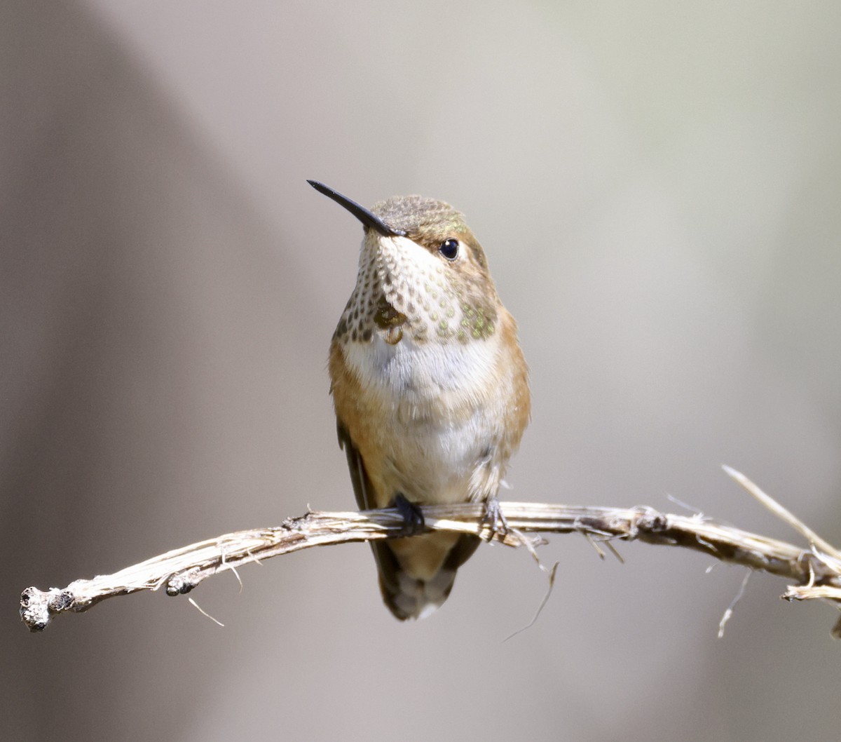 Rufous Hummingbird - ML598175971