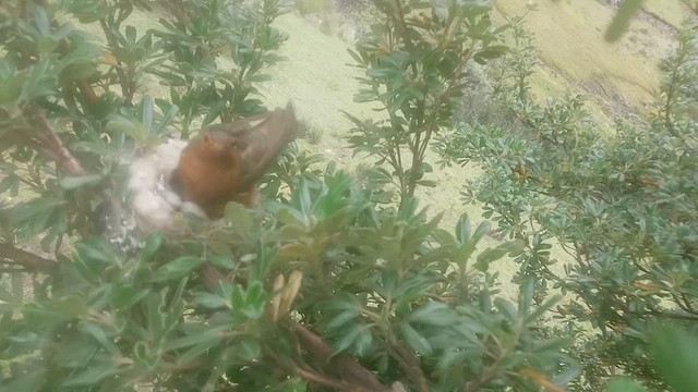kolibřík duhovohřbetý - ML598176821