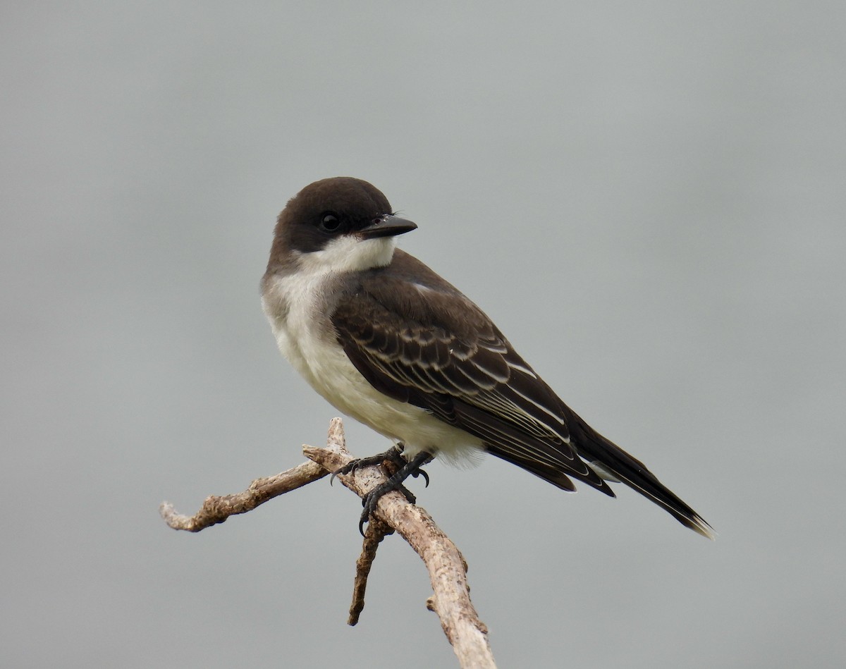 Eastern Kingbird - ML598177141