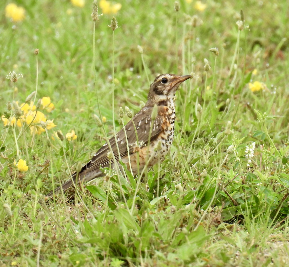 American Robin - ML598177161