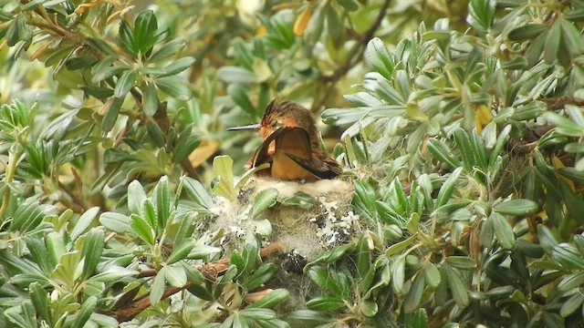 kolibřík duhovohřbetý - ML598177611