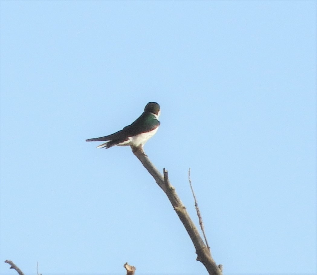 Violet-green Swallow - ML598177621