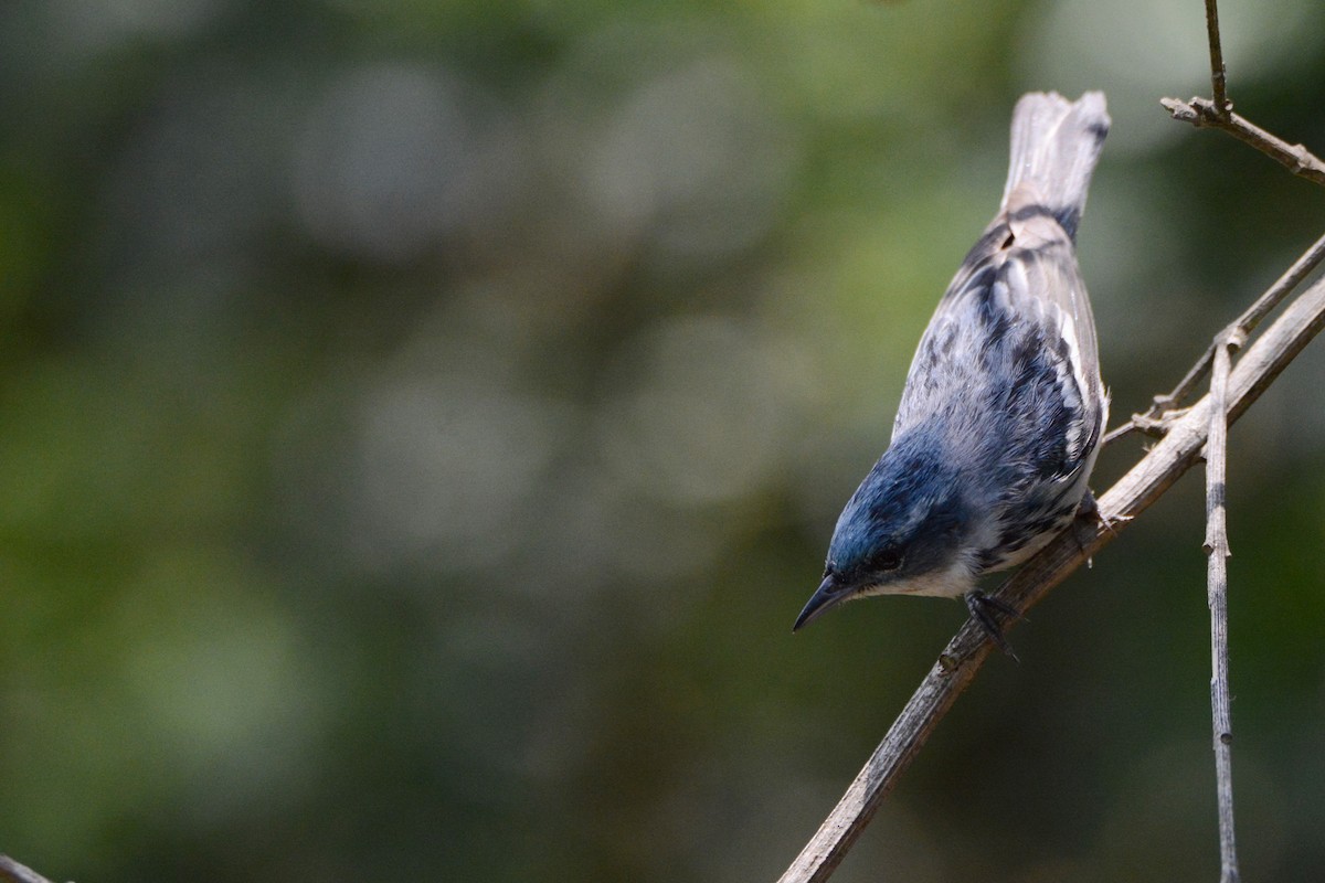 lesňáček modropláštíkový - ML59817841