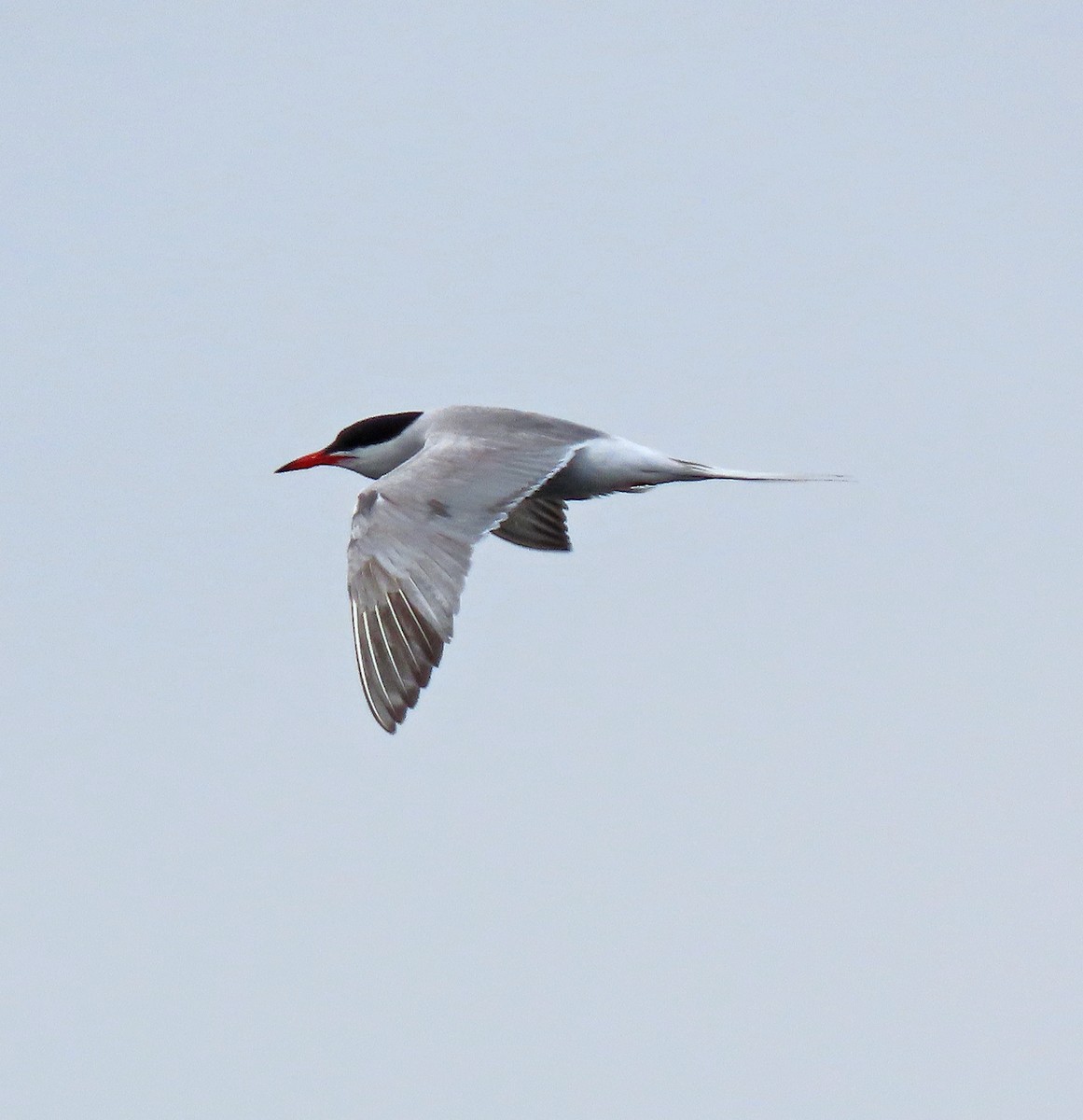 Common Tern - ML598179731