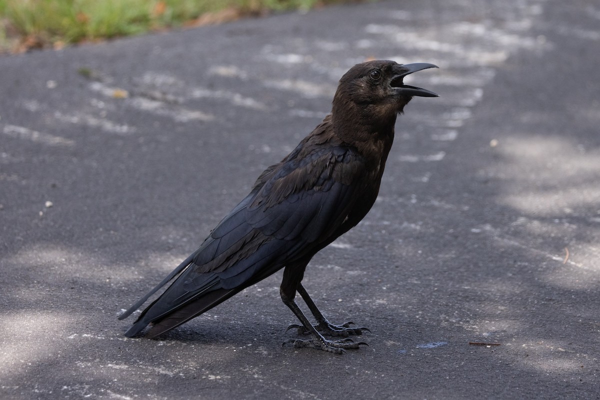 American Crow - ML598179851