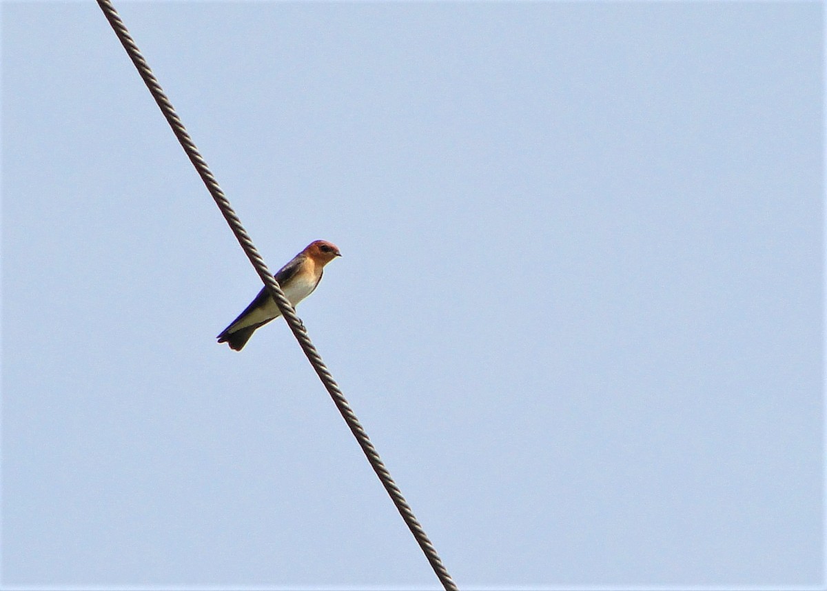 Tawny-headed Swallow - Carlos Otávio Gussoni