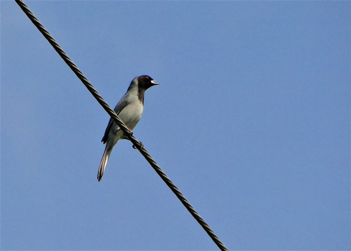 Black-faced Tanager - ML59818081