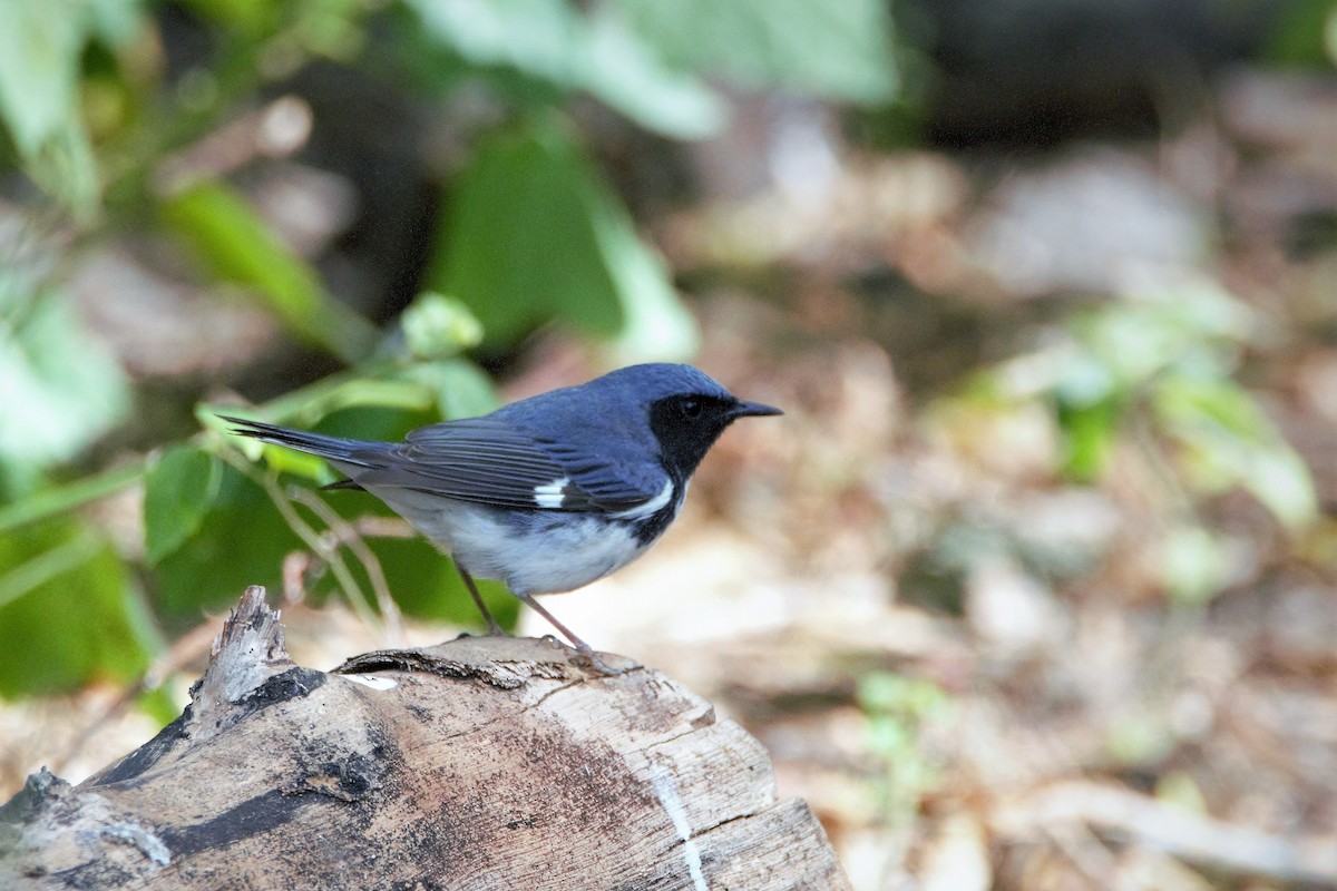 lesňáček modrohřbetý - ML59818111