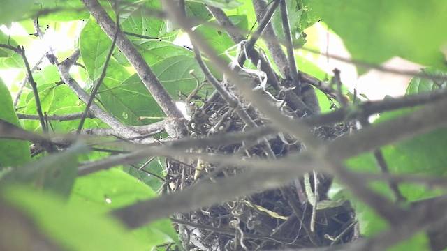 Tropical Kingbird - ML598181741