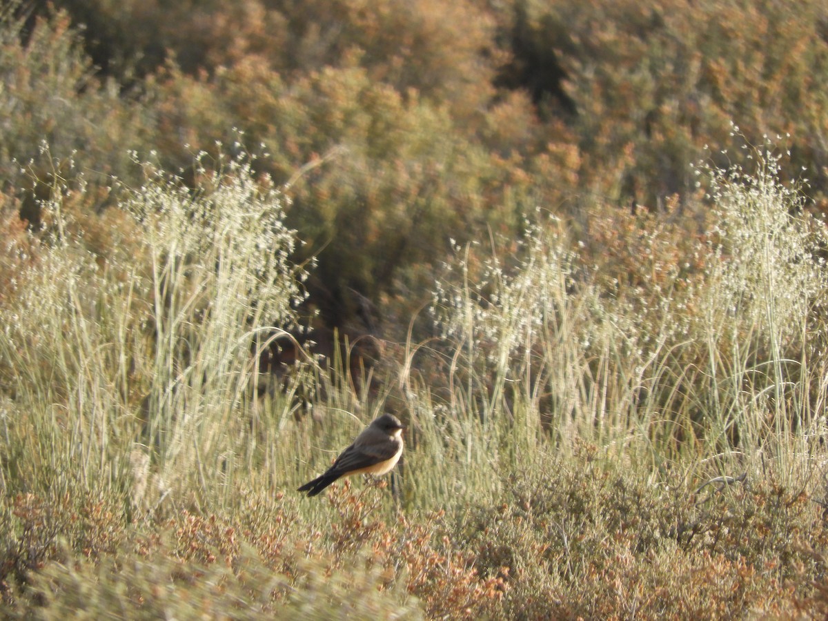 Say's Phoebe - ML598181771