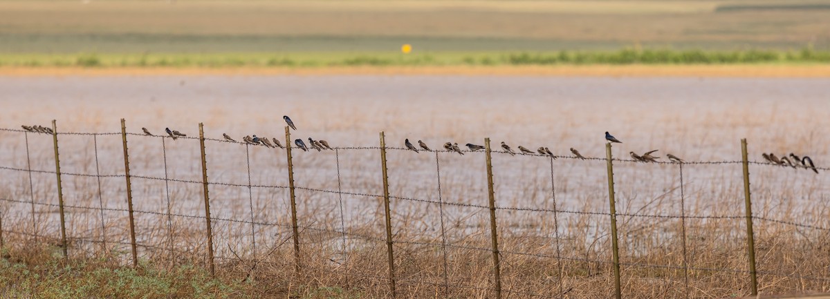 Bank Swallow - Rod Goodwin