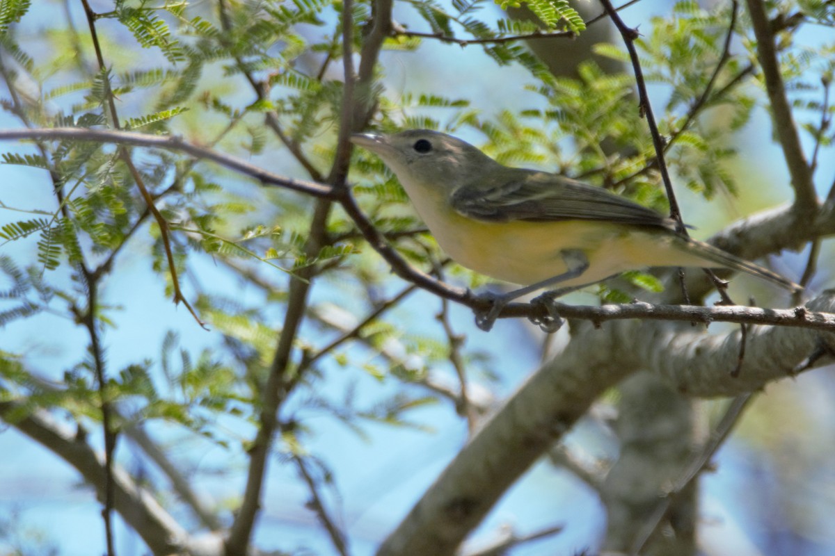 Bell's Vireo - ML59818261