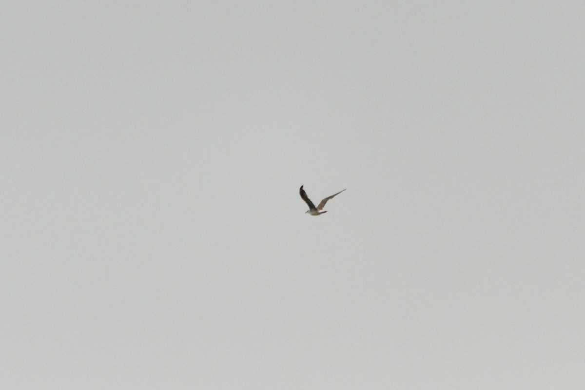 Lesser Black-backed Gull - ML598183661