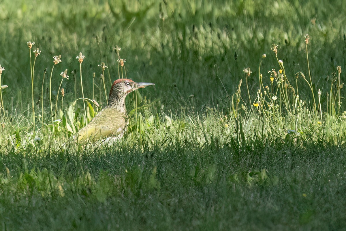 Eurasian Green Woodpecker - ML598183951