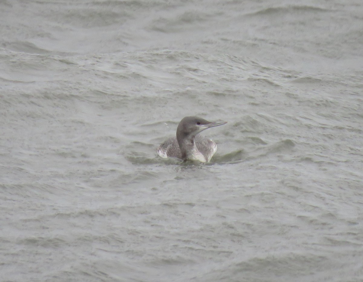 Red-throated Loon - ML598184111