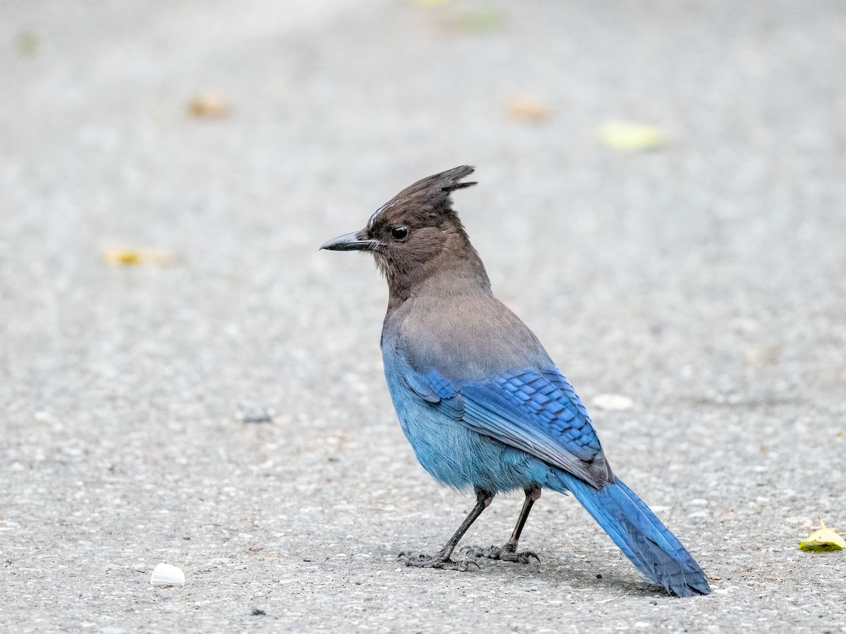 Steller's Jay - ML598186031