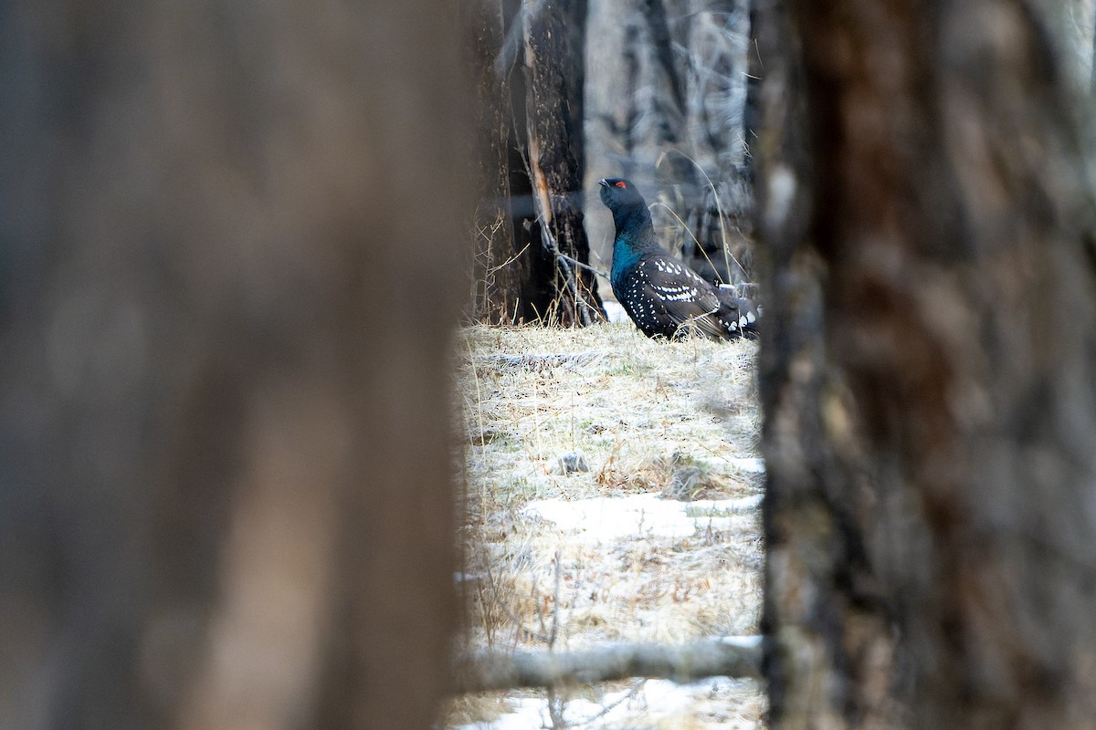 Black-billed Capercaillie - ML598186201