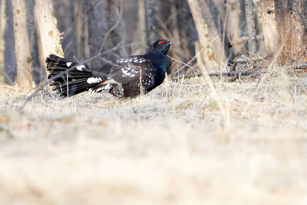 Black-billed Capercaillie - ML598186301