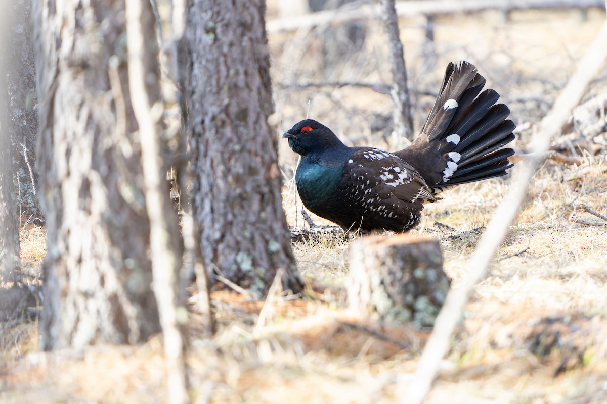 Black-billed Capercaillie - ML598186331