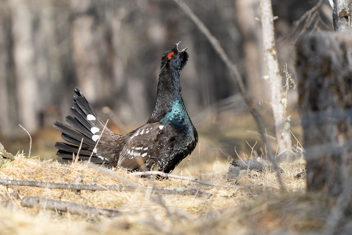 Steinauerhuhn - ML598186351
