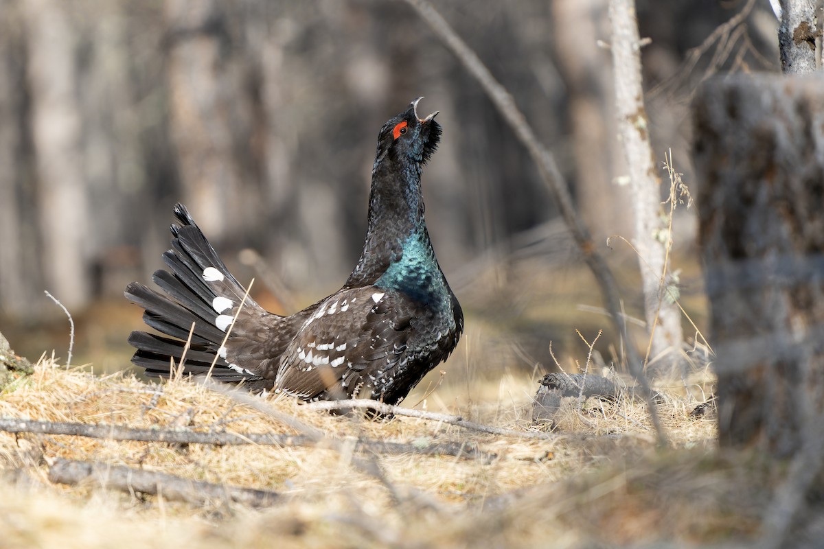 Black-billed Capercaillie - ML598186351