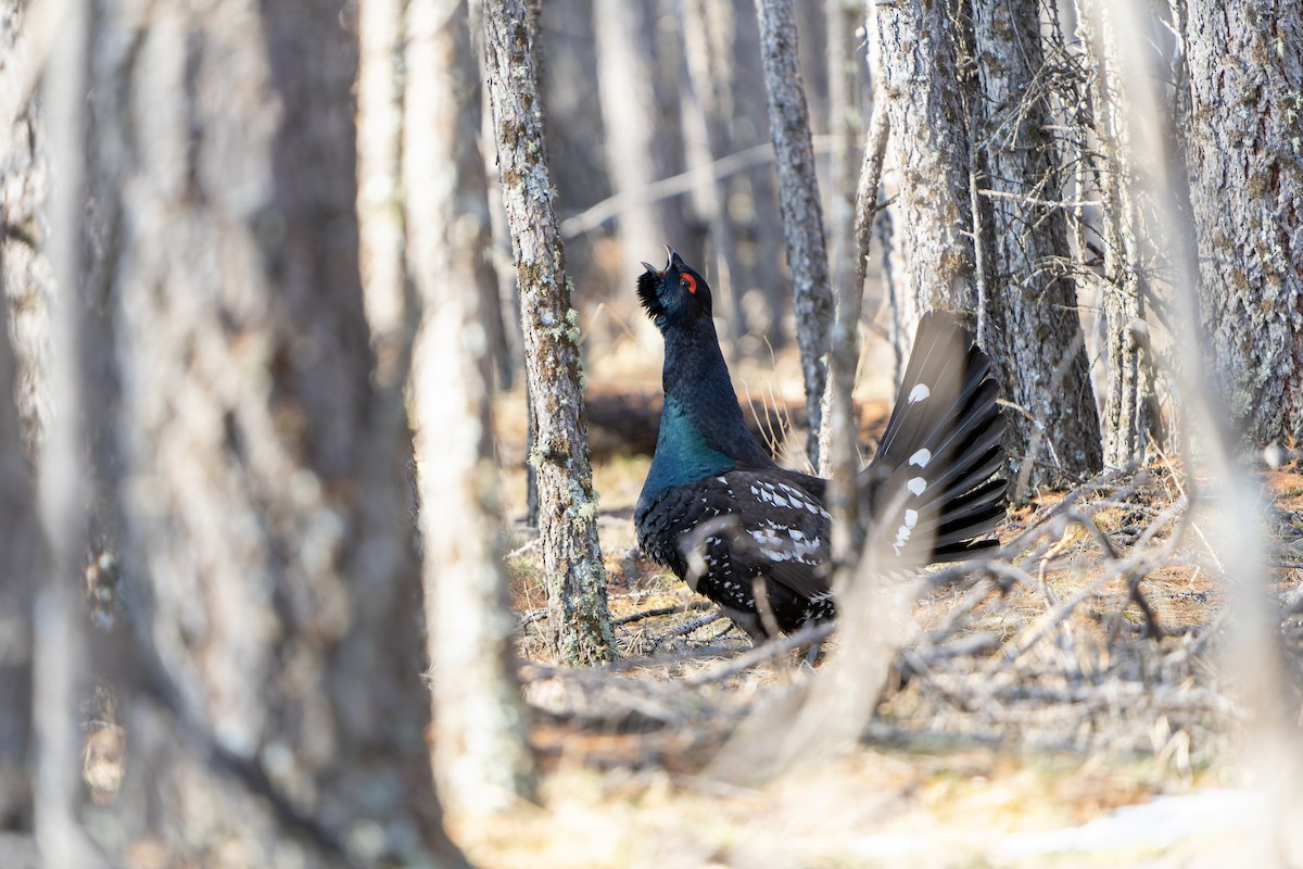 Black-billed Capercaillie - ML598186391