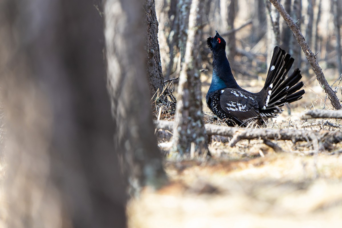 Black-billed Capercaillie - ML598186431