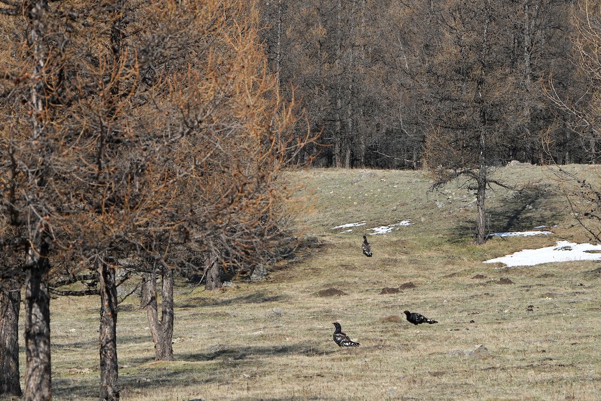 Нургийн сойр - ML598186441