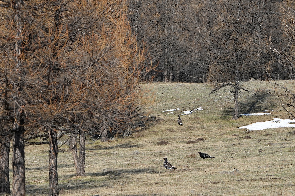 Black-billed Capercaillie - Daniel López-Velasco | Ornis Birding Expeditions