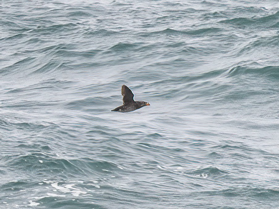 Rhinoceros Auklet - ML598186641