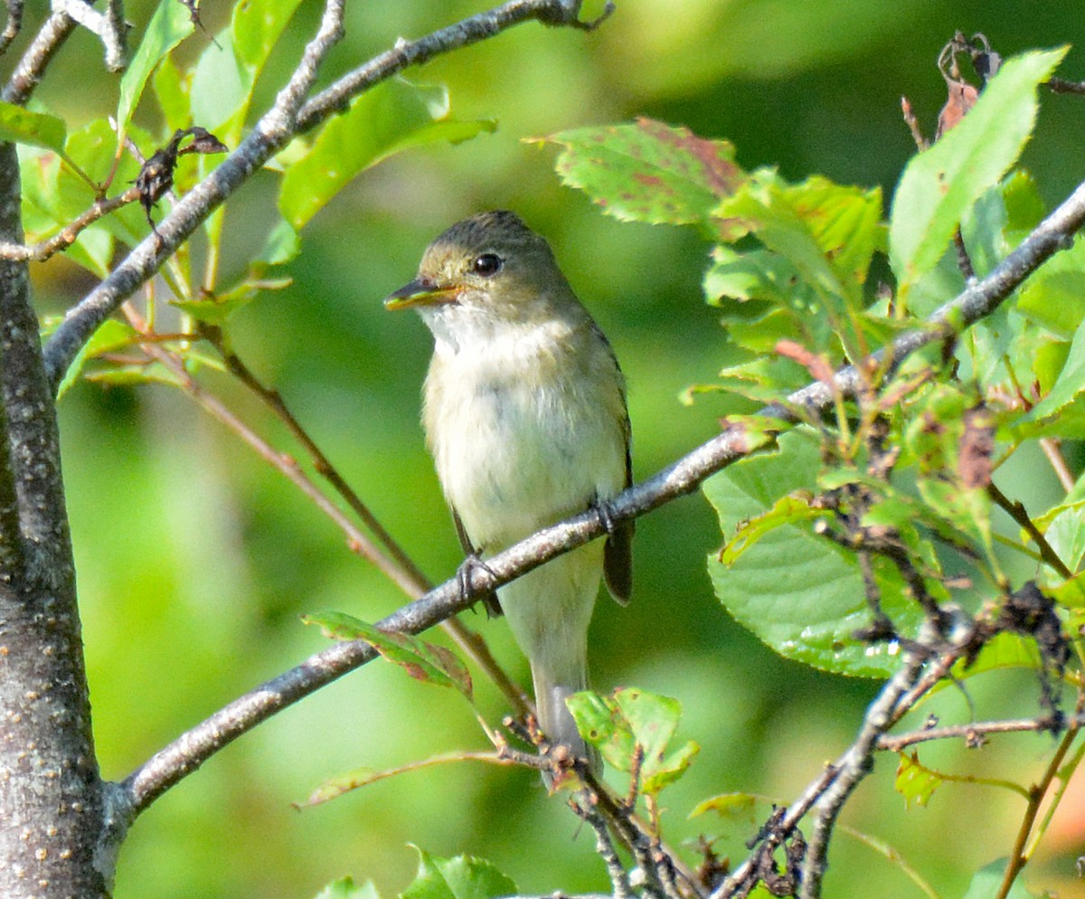 Alder Flycatcher - ML598186771