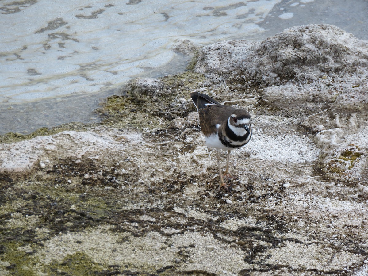 Killdeer - ML598186891