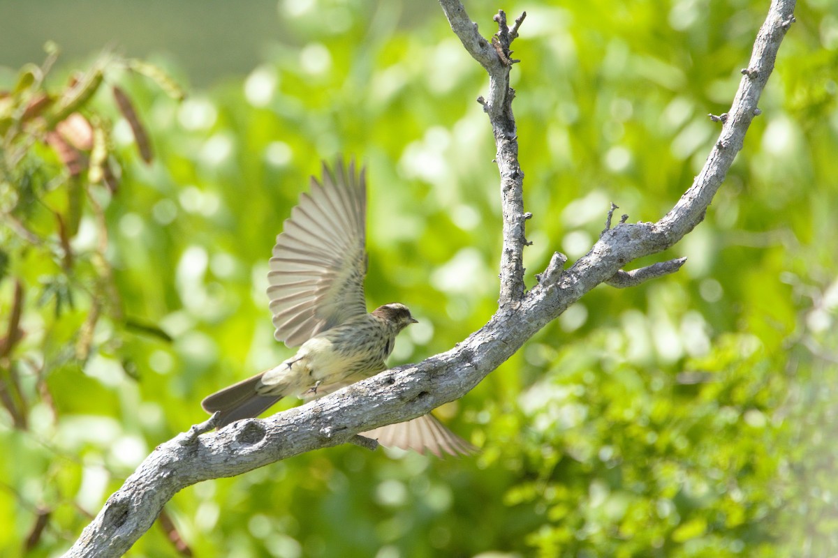 Variegated Flycatcher - ML59818761
