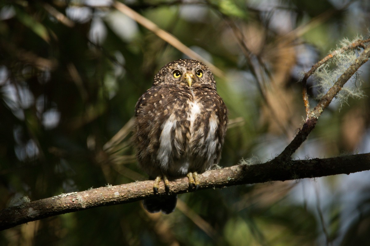 Yungas Pygmy-Owl - Jaime Valenzuela Trujillo