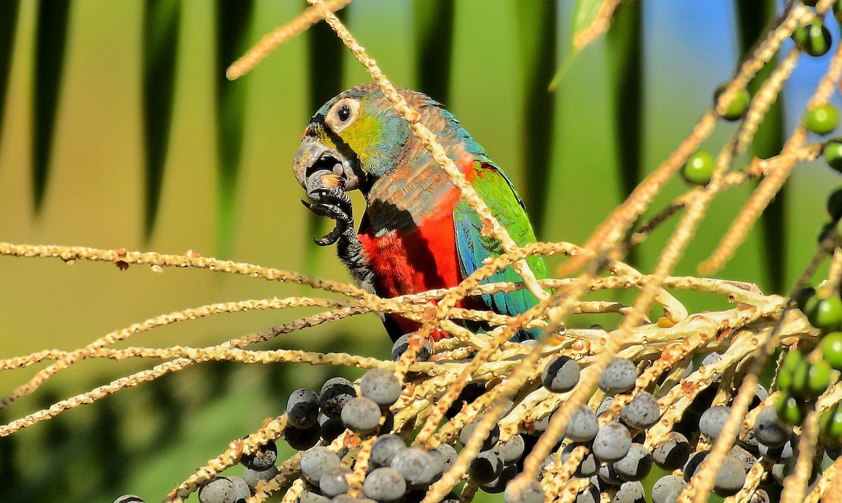 Crimson-bellied Parakeet - ML598189661