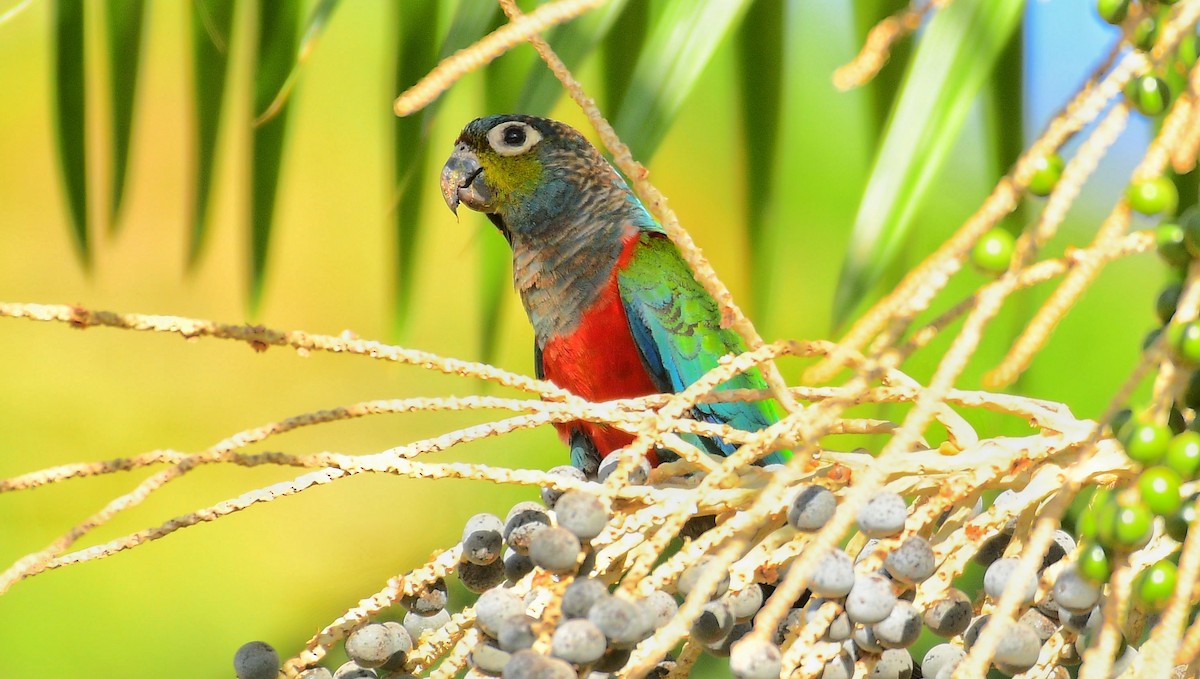 Crimson-bellied Parakeet - ML598189671