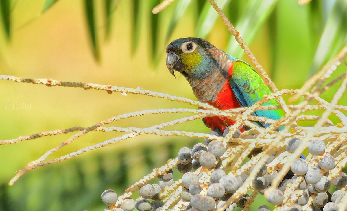 Crimson-bellied Parakeet - ML598189681