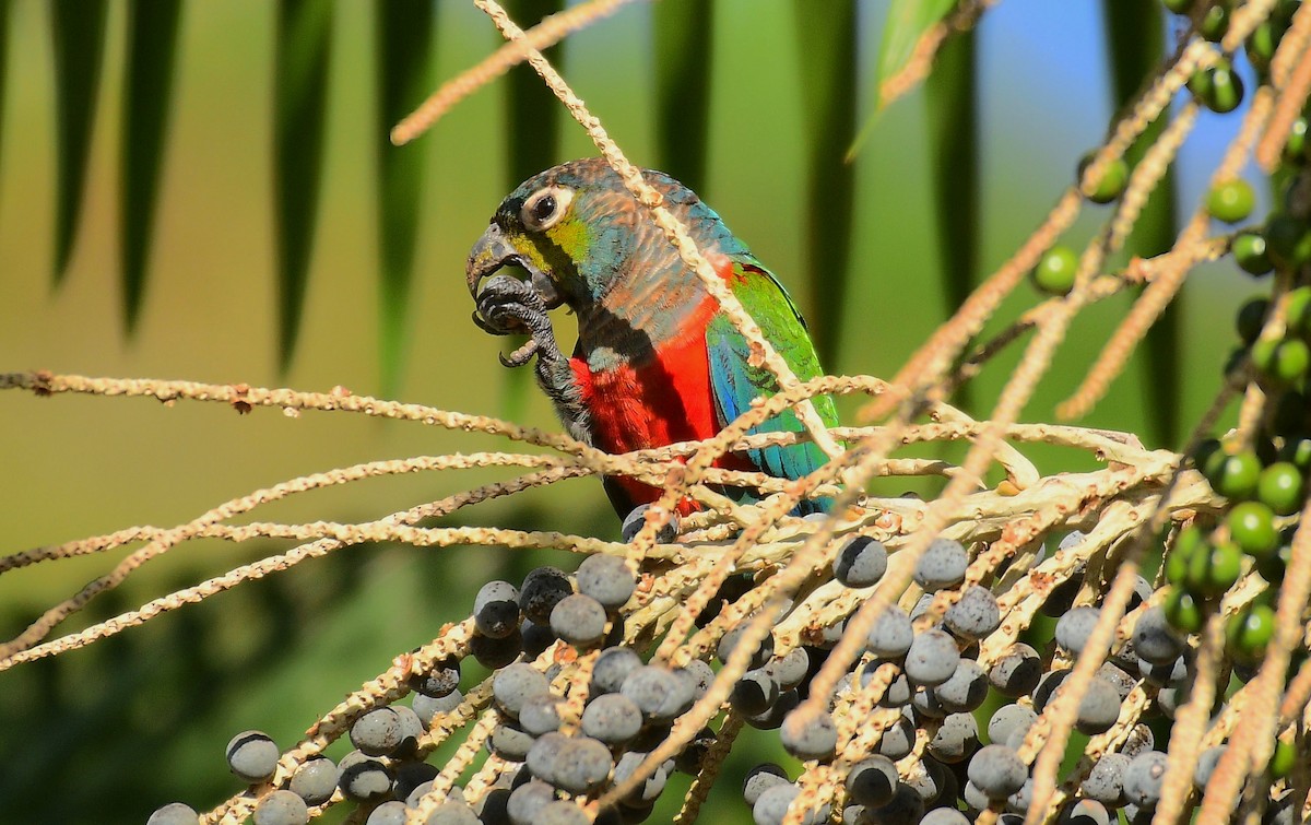 Crimson-bellied Parakeet - ML598189691