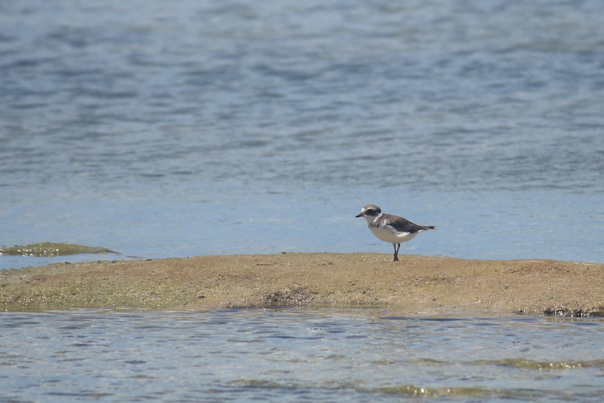 Semipalmated Plover - Elijah Grigsby