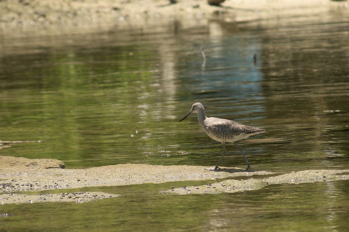 Willet - ML598190061