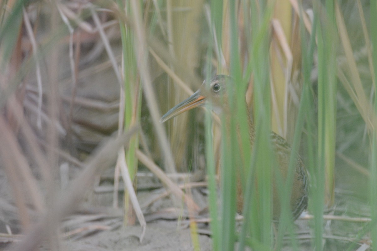 chřástal královský - ML59819041