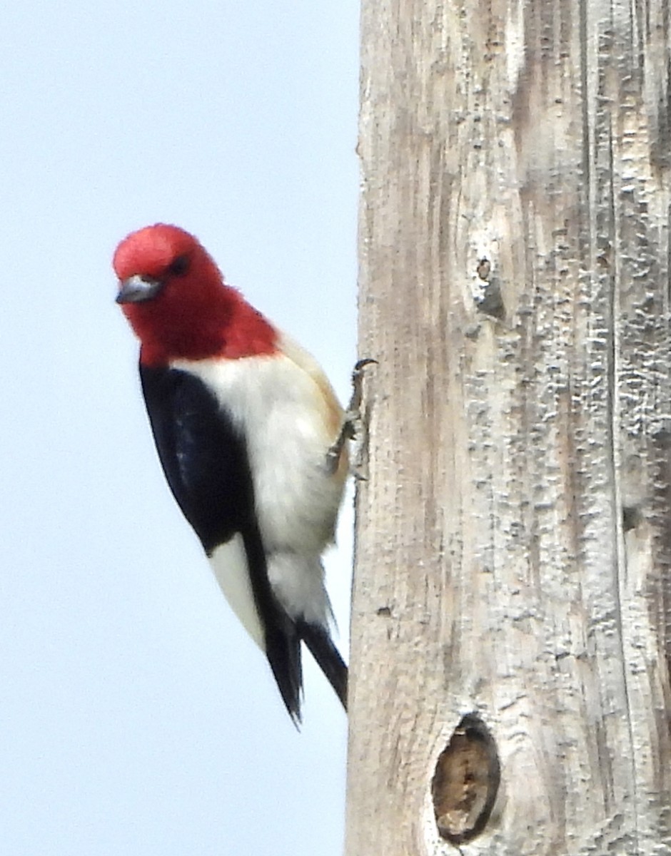 Pic à tête rouge - ML598190681